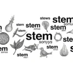 Synonyms-for-Stem